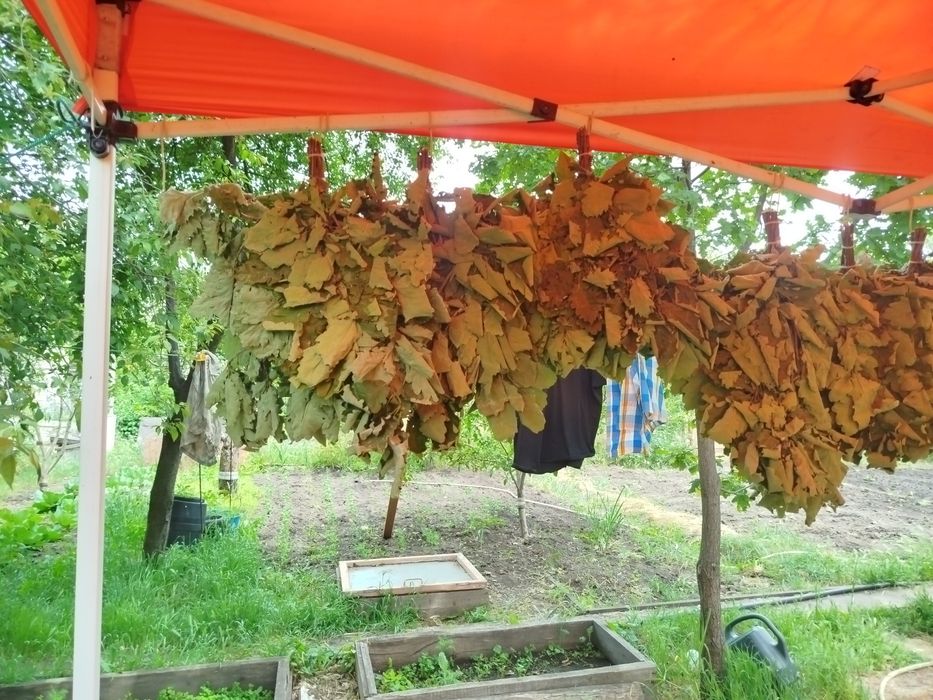 Веник банный дубовый.