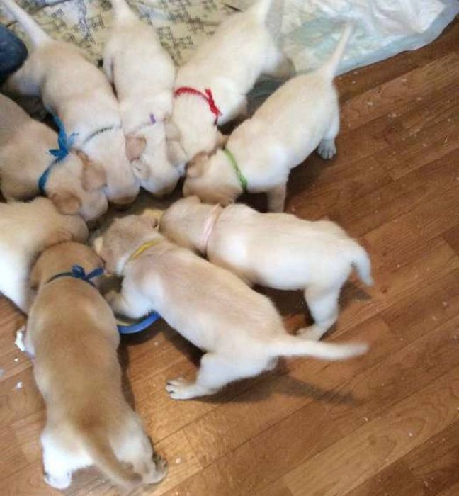 Лабрадор ретривер