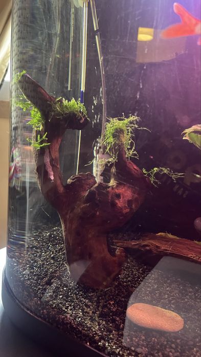 Vendo plantas e peixes