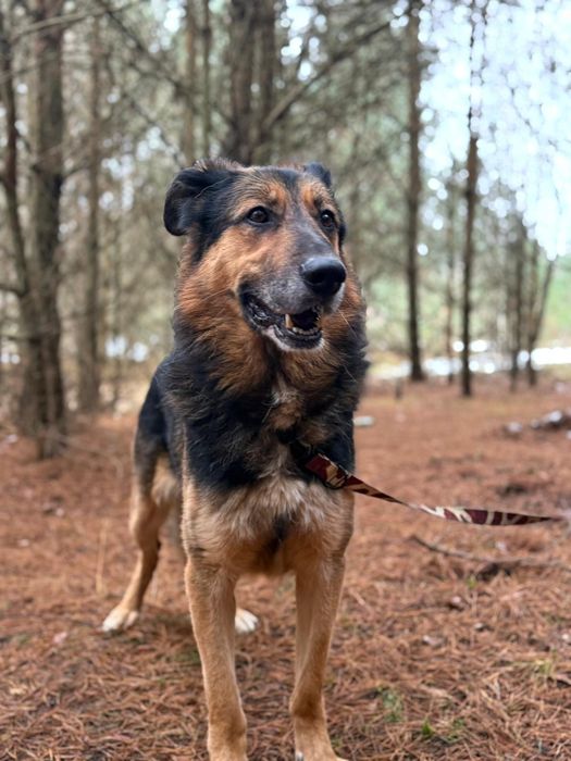 Hipek pilnie poleca się do adopcji