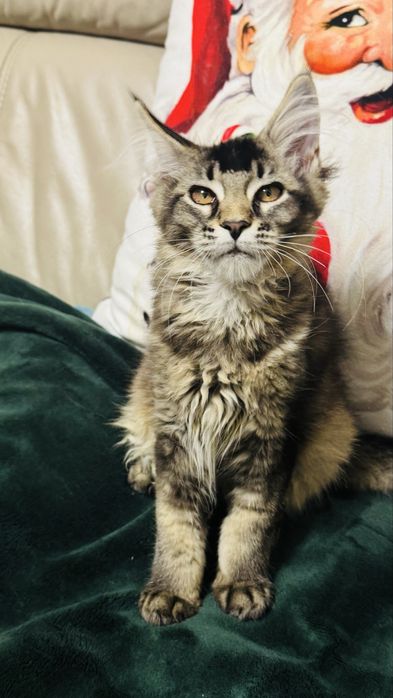 Kotka Maine Coon rodowód FPL/FIFA