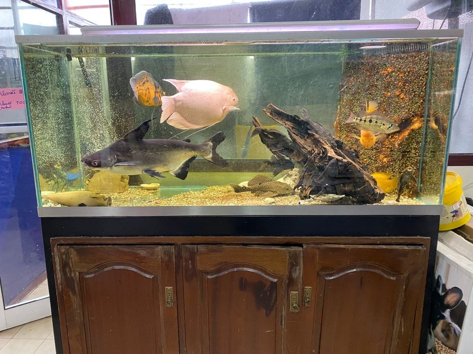 Peixes gigantes lindos