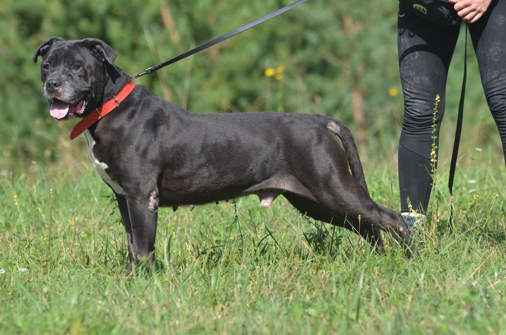 Ben- amstaff do adopcji