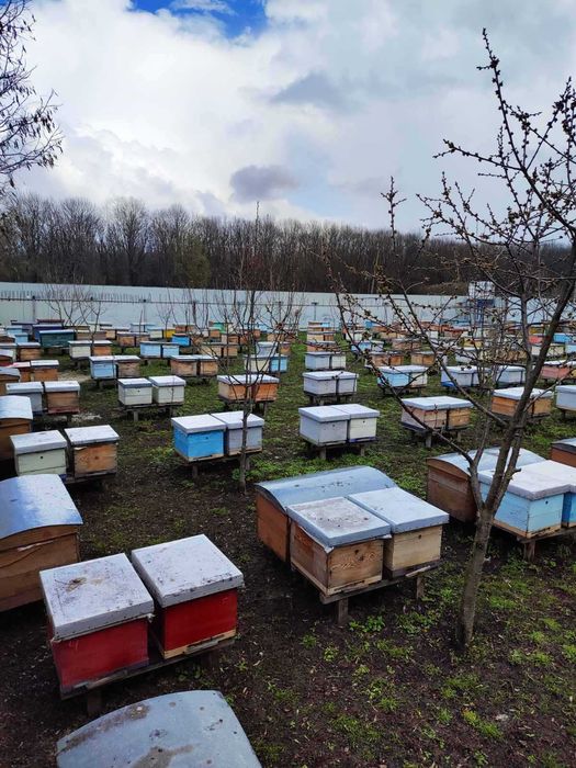 Продам бджолопакети