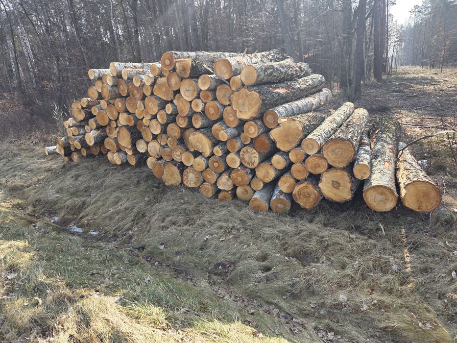 Brzoza, Olcha, Dąb, Akacja, Sosna 2.5m