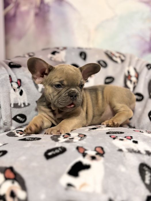 Дівчинка французький бульдог
