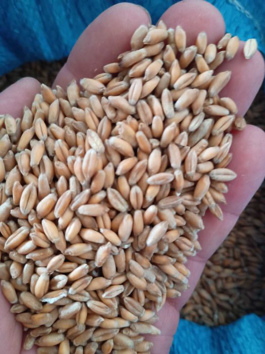 Sprzedam pszenżyto ozime odmisna Belcanto