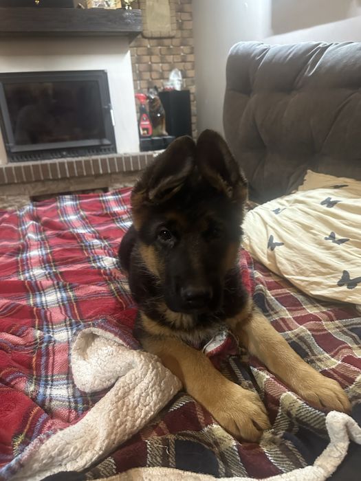 Цуценята Німецької Вівчарки