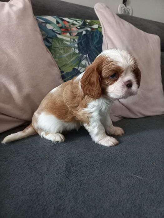 Cavalier King Charles Spaniel