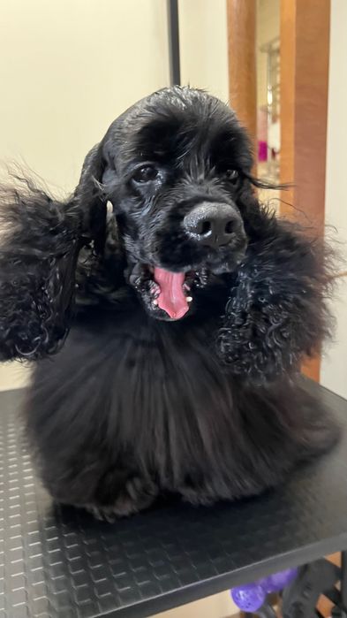 Американський кокер спаніель!вʼязка