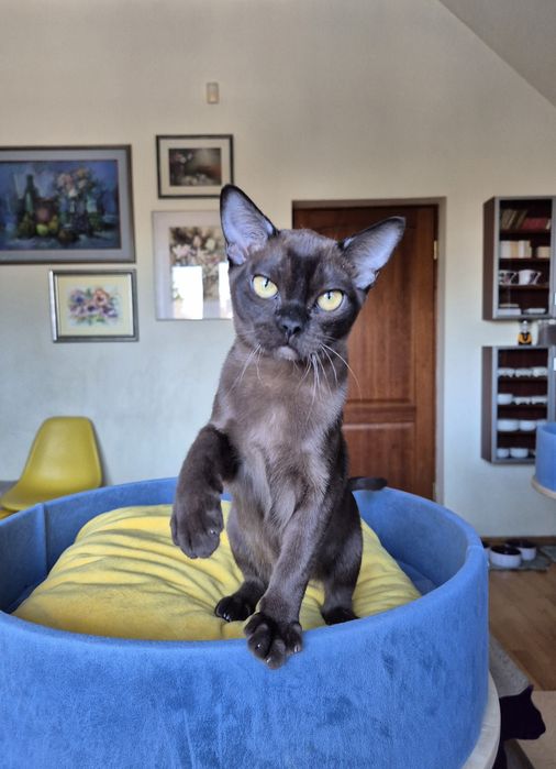 sobolowy kocurek burmski (kocięta burmańskie)