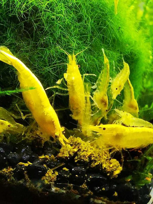 Krewetki neocaridina  yellow, żółta krewetka