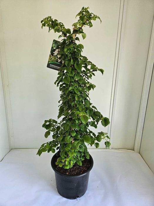 Hortensja pnąca (Hydrangea anomala subsp. petiolaris)