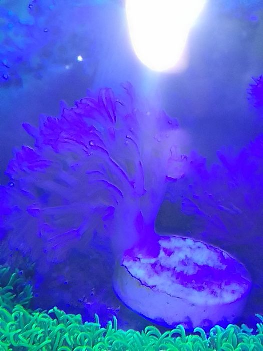 Corais Xénia pulsing coral mole com oferta de frag GSP