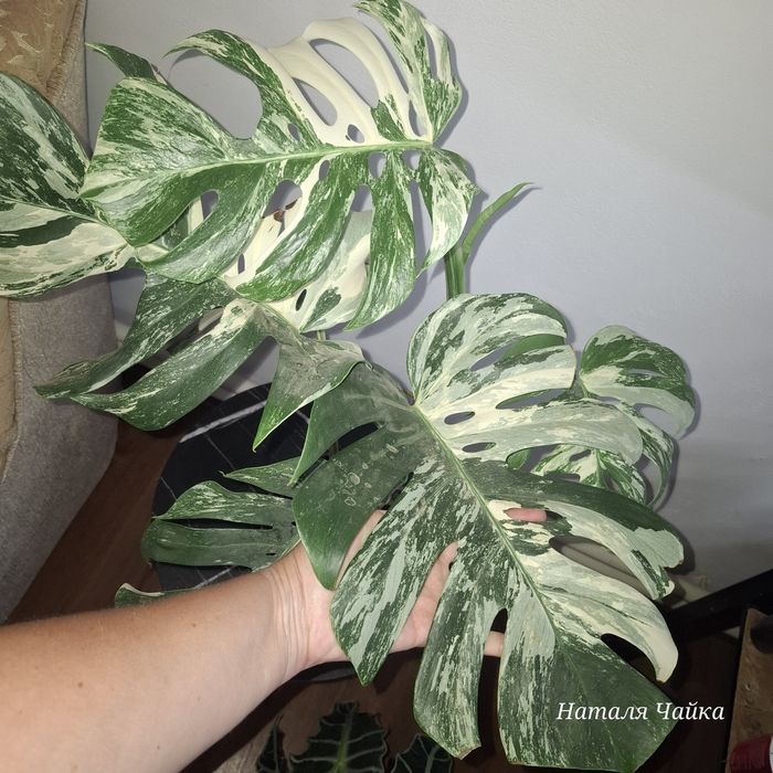 Монстера Альба варієгатна