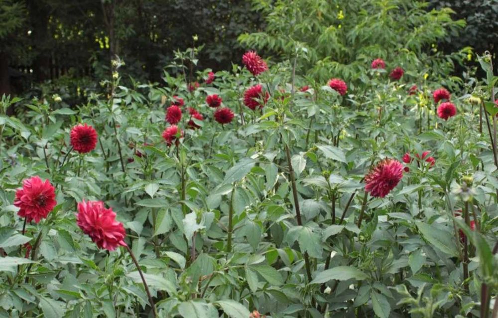 Bulwy dalii, georgini, 4 kg - czerwone.