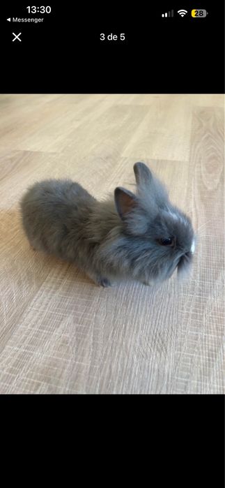 Coelho anão 2meses de vida