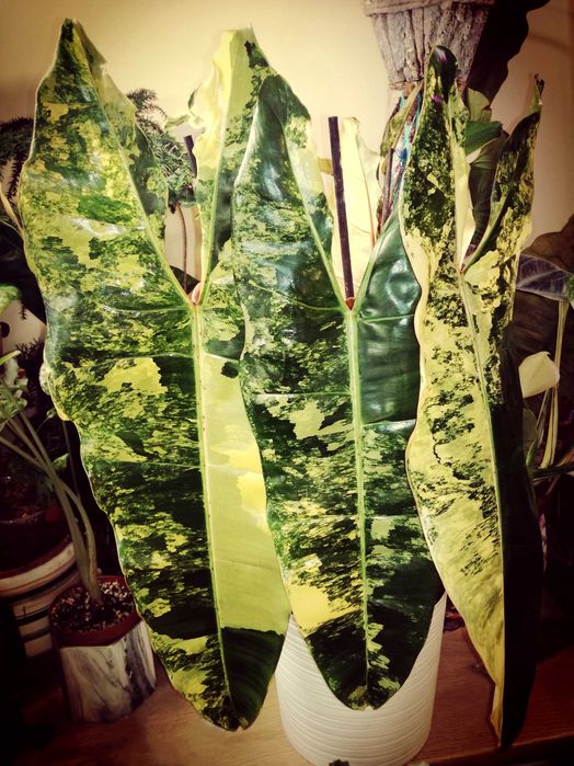 Philodendron BILLIETIAE Variegata RZADKOŚĆ Monstera Filodendron Epipremnum