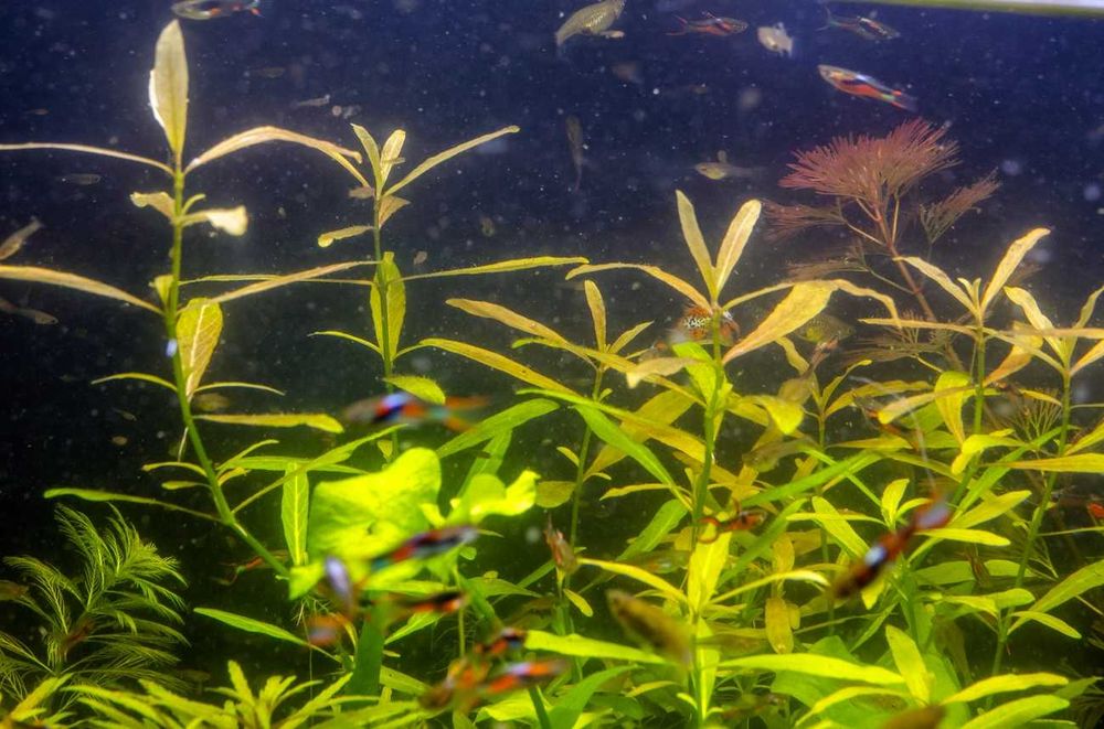 Hygrophila Polysperma sadzonka łodygowa łatwa wysoka roślina