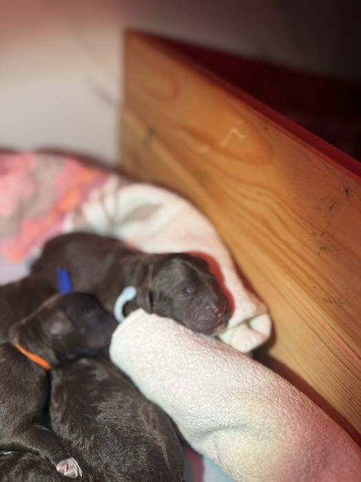 Lagotto Romagnolo FCI piesek czekoladowy ZKwP