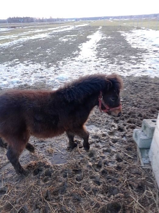 Sprzedam młodego ogierka kuca szetlańskigo