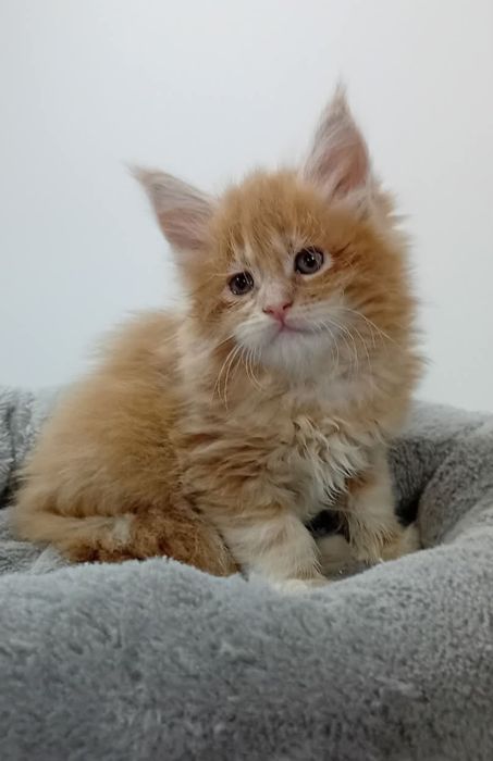 Gatinho Maine Coon com Lop