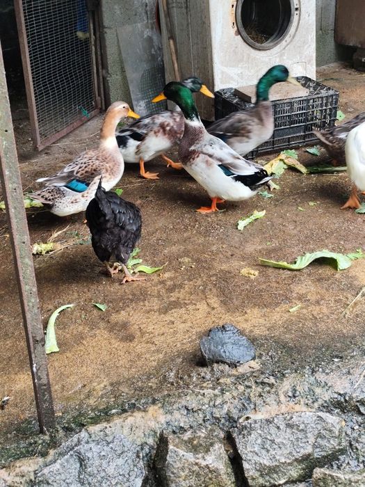 Ovos de pata Rouen férteis