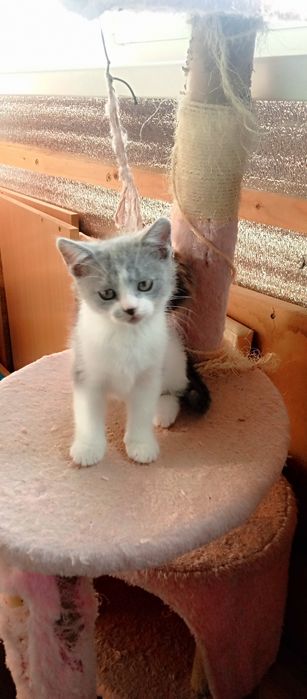 кошенятко в відповідальни родини
