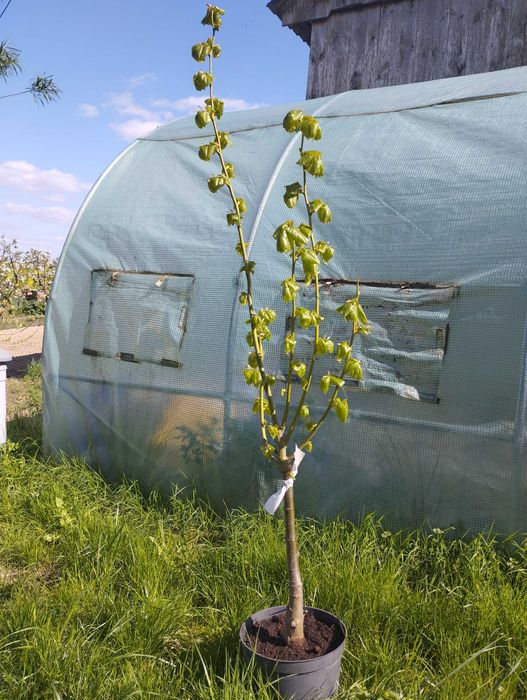 Ozdobne lipy miododajne dostepne wiele odmian  kwitna nawet w sierpniu