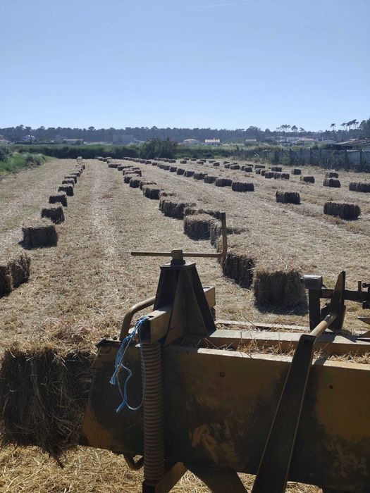Fardos de palha azevem 2026