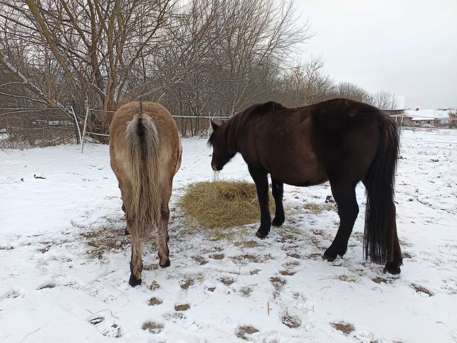 Ogierek hc/kn z czerwca 2025