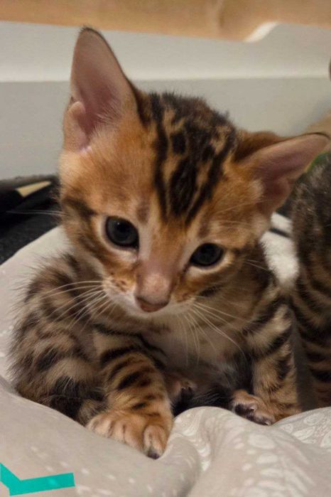 Котенок бенгал мальчик, Бенгальский чистокровный, готовый к перезду