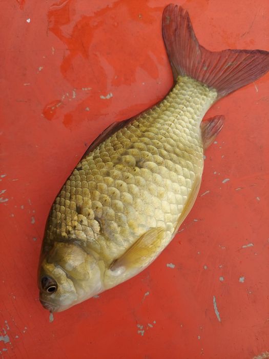 Karaś na żywca, do stawu, pokarm dla szczupaka, sandacza, zarybieniowy