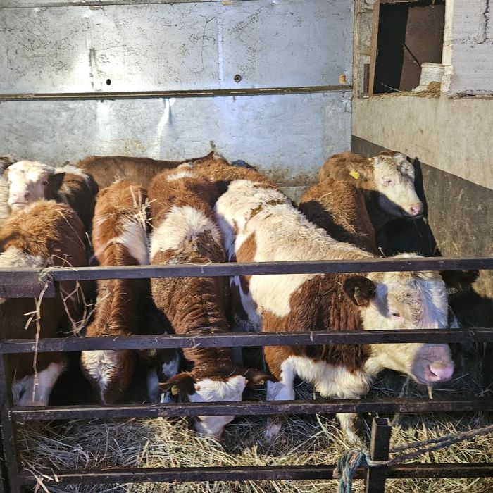 Byczki  żarłoki 180-220kg