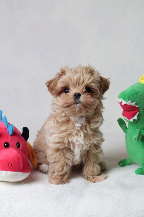 Самые маленькие мишки Мальтипу Ф1 !!!