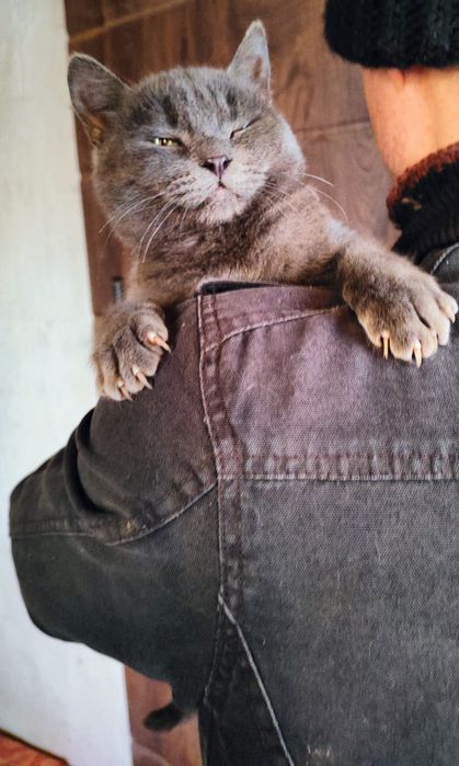 Котик у добрі руки