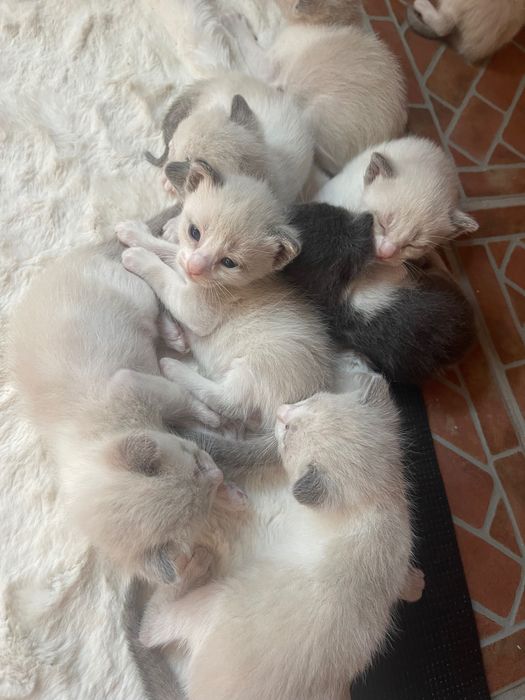 Gatinhos disponíveis