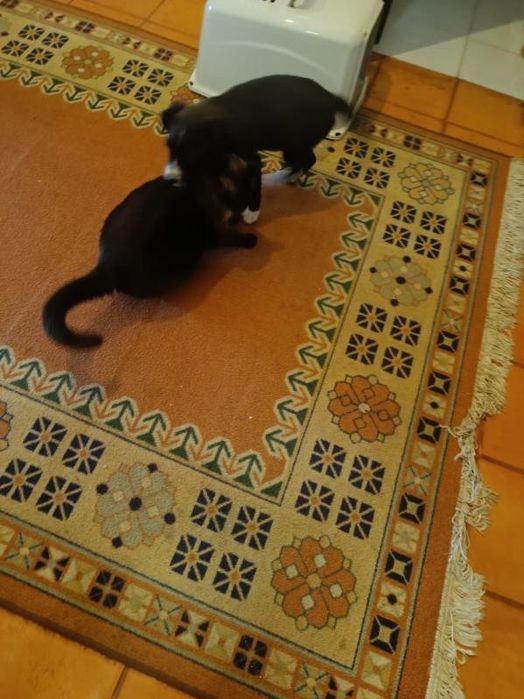 Que tal adotar um cãozinho com 3 meses mistura Pointer com Lavrador!