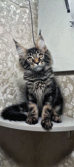 Ласкава чистокровна мейн-кун