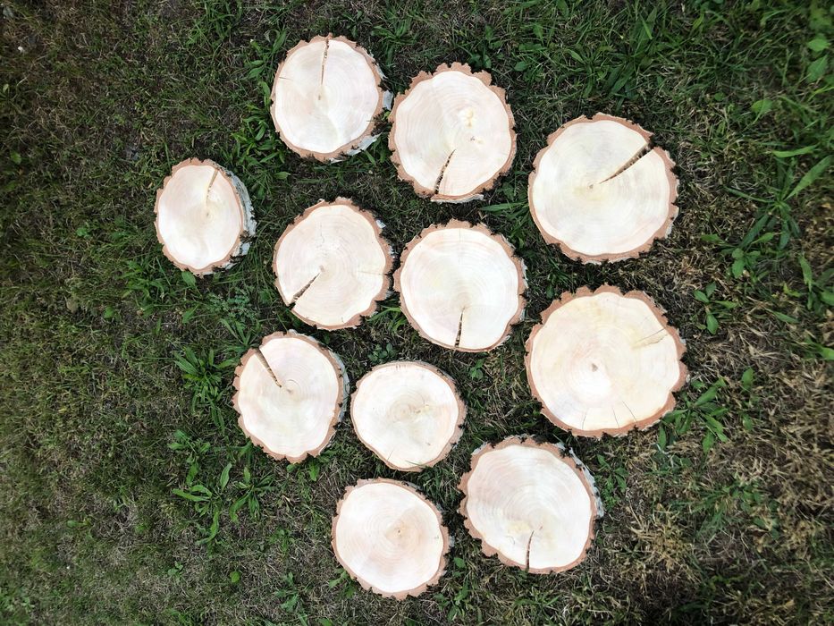 Plastry brzozowe, dekoracja, gruba kora, wysuszone