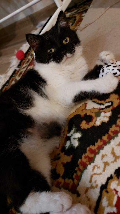 Кішечка молода стерилізована