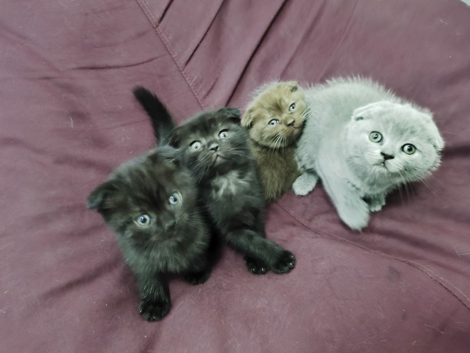Висловухі котики шукають люблячу родину