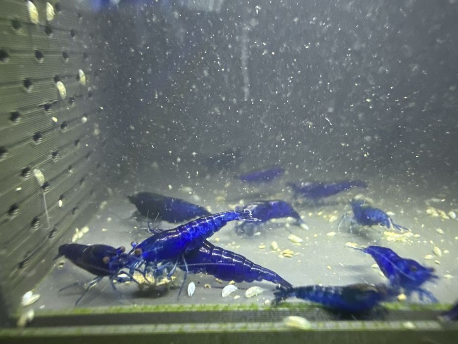 26szt blue velvet krewetek neocaridina
