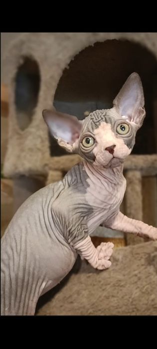 Diva tylko legalna hodowla WCF