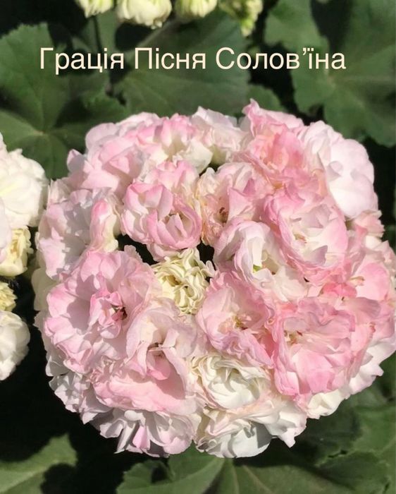 Сортова пеларгонія різних селекцій