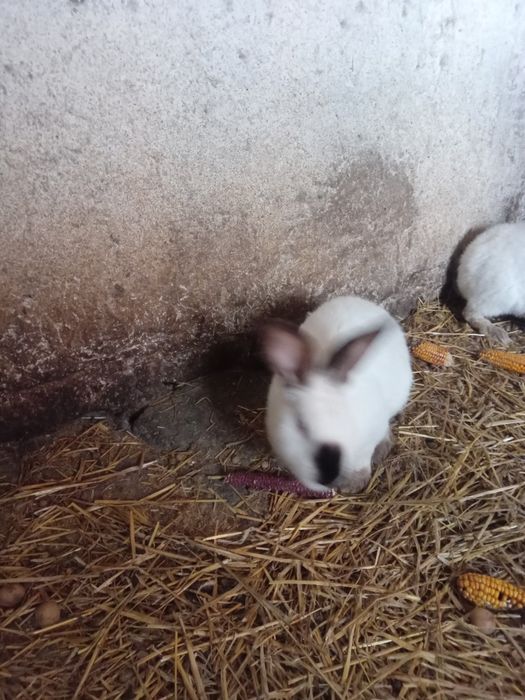 Молоди самки самці