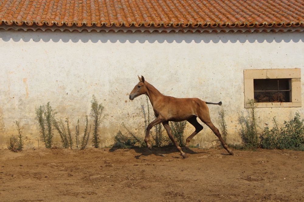 Poldra luso árabe pura