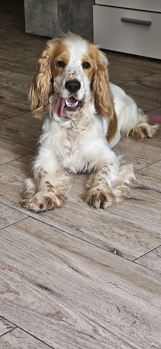 Cocker spaniel angielski