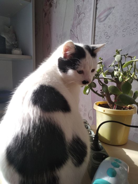 Кішка. Кіт. Кошенята. Котики