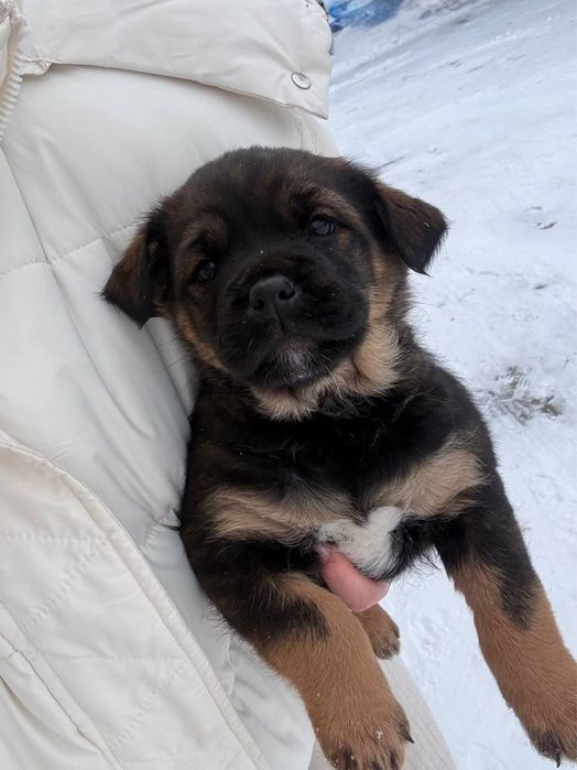 Щенята ротвейлер хлопчик